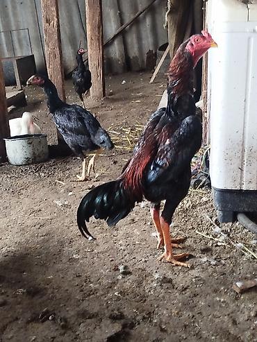 Куры, петухи: Продаю | Петух | Бойцовая | Для разведения — 6