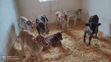 симментальская порода коров купить в бишкеке: Продаю | Музоо, торпок | Алатауская