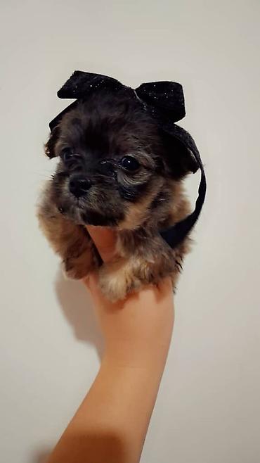 Продажа собак: Пекинес, 1 месяц, Самка — 3
