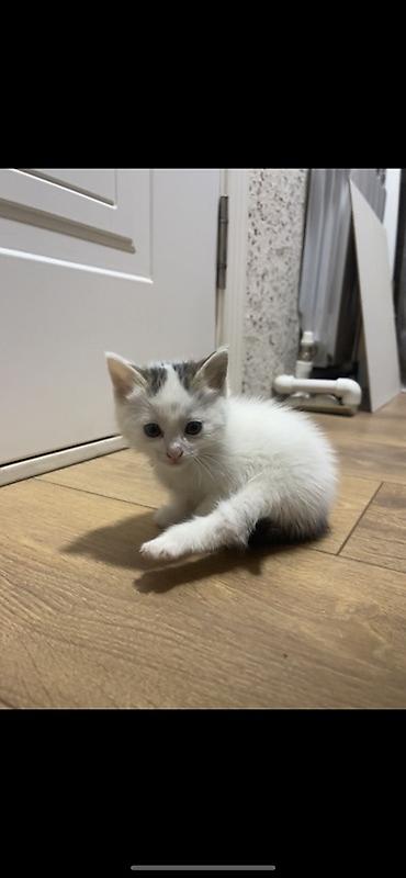 Продажа кошек: Котята, домашние. На фото — два малыша: - Тигрово-полосатый с белыми — 3