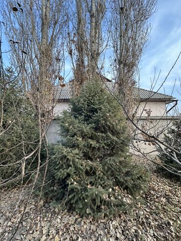 Декоративные деревья: Саженцы деревьев: Ели — 8