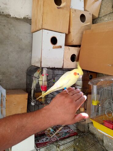 попугай ара цена: Nimfa (cockatiel) papağanı - Növ: Nimfa (Nymphicus hollandicus) -