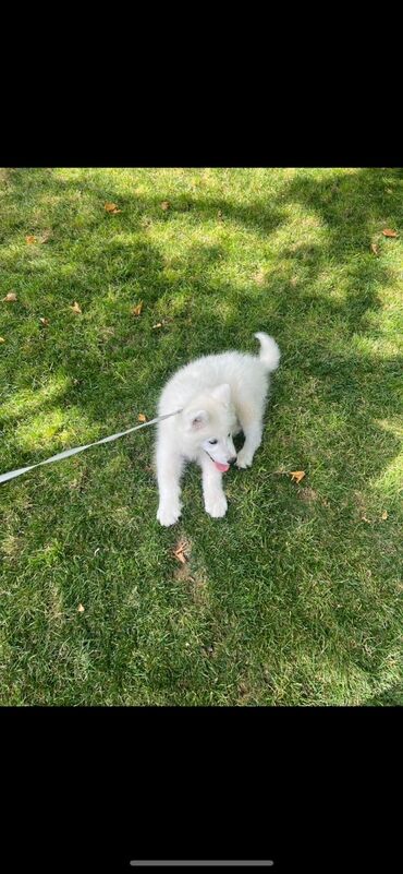 pomeran itler: Samoyed, 11 ay, Erkek, Cütləşmə üçün, Ünvandan götürmə, Pulsuz çatdırılma, Ödənişli çatdırılma