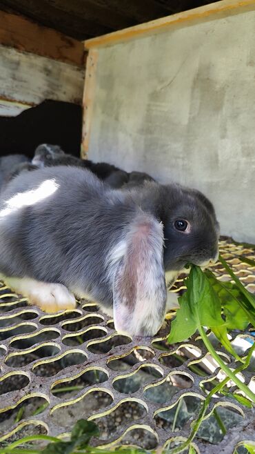 продаю кролов: Продаются кролик французский баран, французские бараны кролики,окрас