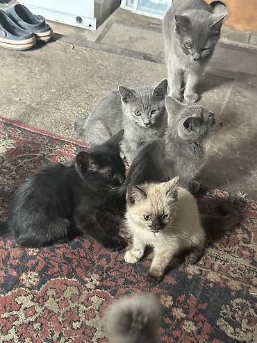 коты бишкек: Отдаю даром котят — 2