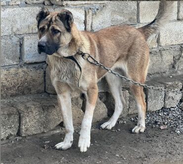 сколько стоит собака бу: 3 годa, Самка, Самовывоз