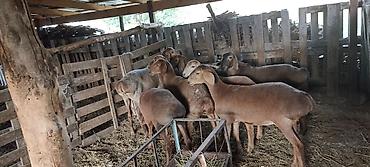 собаки карабалта: Сатам | Ургаачы кой (ургаачы) | Гиссар, Аргын, Эдильбай | Токту — 1