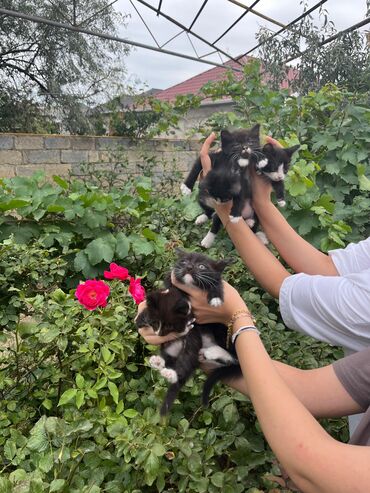 pişik sortu: Amerikan Shorthair, Dişi, Yaxşı əllərə, Ödənişli çatdırılma