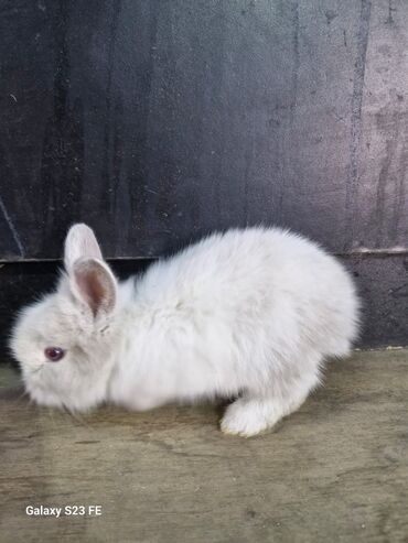 Dovşanlar: Ağ, tüklü karlik dovşan - Cinsi: karlik dovşan/ ev dovşanı - Rəng — 6