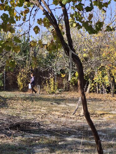 Torpaq sahələrinin satışı: 8 sot, Mülkiyyətçi, Texniki pasport, Kupça (Çıxarış) — 16