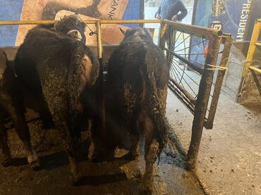 Коровы, быки: Продаю | Бык (самец) | На откорм — 5