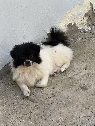 şpic iti: Pekines — 1