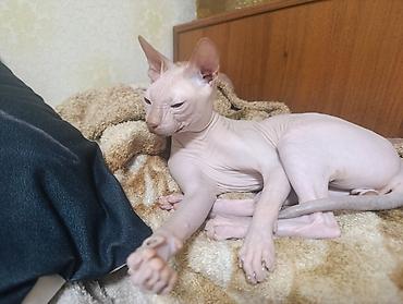 коты бишкек: Вязка.Канадский сфинкс 1,5 года ищет подругу для вязки. Привит, вет — 3