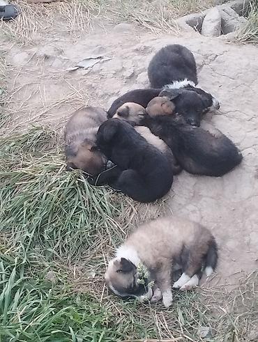 Отдам в добрые руки щенят без породистые 4мальчика 4девочки село — 10