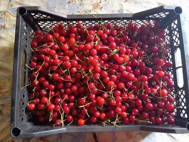 malina.kg продажа малины оптом в бишкеке новопокровка фото: Гилас Чекене, Өзү алып кетүү
