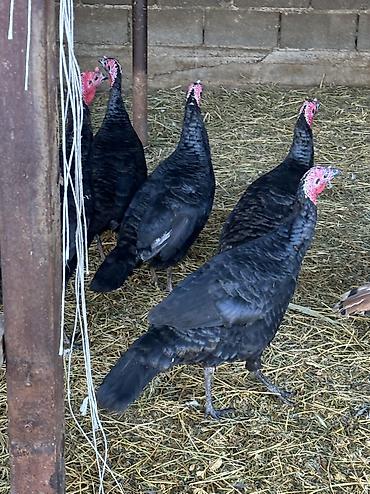 Птицы: Черный принц 37 голов — 3