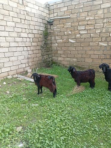 camış: Qara camış-keçi növündən 3 baş keçi - Növ: yerli qara/tüylü keçi — 3