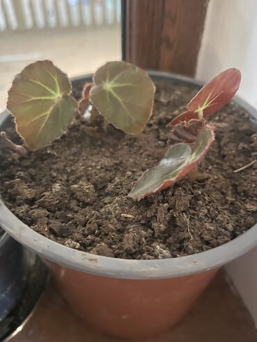 Otaq bitkiləri: Her nov guler var endirimnen verecem Gencedi istiyen yazsin satiş — 81