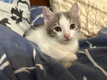 Pişiklər: Dişi, Yaxşı əllərə -da lalafo.az — 1 Pişiklər: Dişi, Yaxşı əllərə — 1