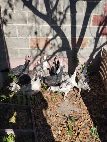 цены ноутбуков в бишкеке: Продаю индюшат 12 штук цена по 1.100 сом все здоровые аппетит зверь