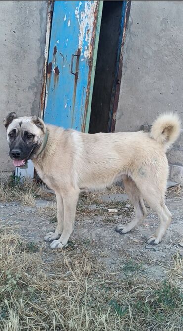 pudel itler: Kanqal, 1 il, Dişi, Peyvəndli, Ünvandan götürmə
