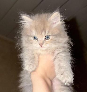 Кошки: Məhsul: Pişik balaları Təsvir: - Şirin pişik balaları müxtəlif rəng — 3