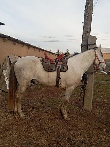 Лошади, кони: Продаю | Жеребец — 5