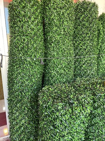 kələm gülü: 🌿 Yaşıl Hasarların Topdan və Pərakəndə Satışı Məkanlarınıza estetik — 3