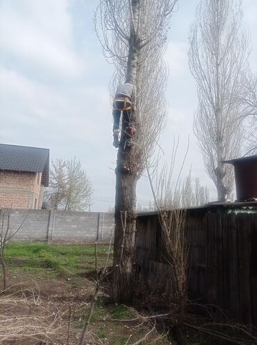 Другие услуги: Услуги арбориста обследование дерева и экспертная оценка его — 2