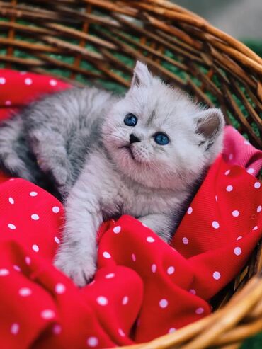 шотландская вислоухая длинношерстная кошка: Шотландские котята от красивой пары. Scottish straight девочки