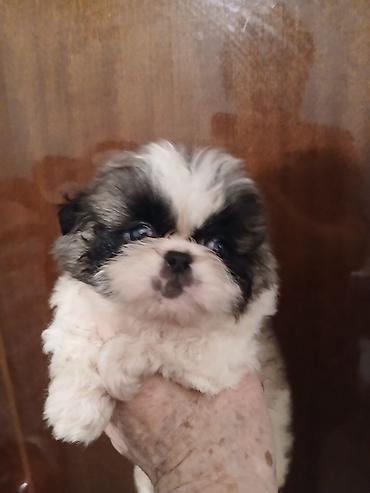 Продажа собак: Пекинес, 1 месяц, Самка — 5