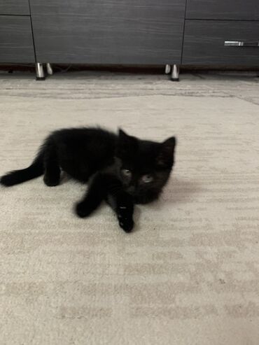 черная британская кошка: Кошка даром: Беспородная, 1 месяц, Девочка, Приучена к лотку