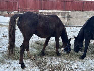 Лошади, кони: Продаю | Кобыла (самка) | Полукровка | Для разведения | Племенные — 2
