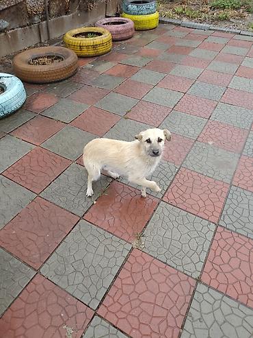 Продажа собак: 7 месяцев, Самец at lalafo.kg — 11 Продажа собак: 7 месяцев, Самец — 11