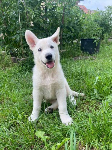 everlast majca: Na prodaju prvobirano muško štene Belog Vučjaka oštenjeno 8.03.2024