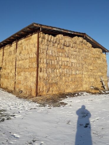 большой попугай: Продаю солома (саман) ячмённая, пшеничная + подпокровный ячмень