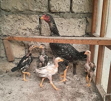 pleymutlar: Heyratı ailəsi satılır. 1 ana 5 bala, ana 1yaş 5 aylıq, balalar 2 — 5