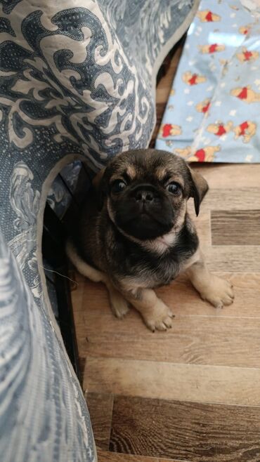 İtlər: Mops, 2 ay, Erkek lalafo.az -da İtlər: Mops, 2 ay, Erkek