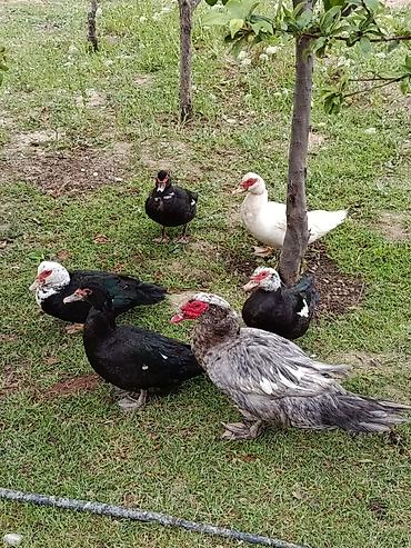 Ördəklər: Erkək, | Lal ördək, Damazlıq — 5