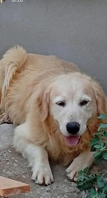 cütlük: Retriever, 4 il, Erkək, Peyvəndli, Ünvandan götürmə — 1
