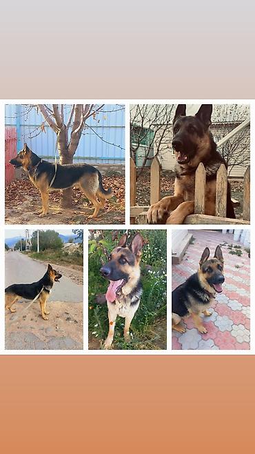 Продажа собак: ❗️❗️❗️❗️ВЯЗКА ❗️❗️❗️Восточно европейская овчарка .Сильный мощный — 5