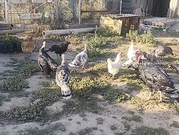 Продам с/х животных: Индюки 7-8 месяцев — 3
