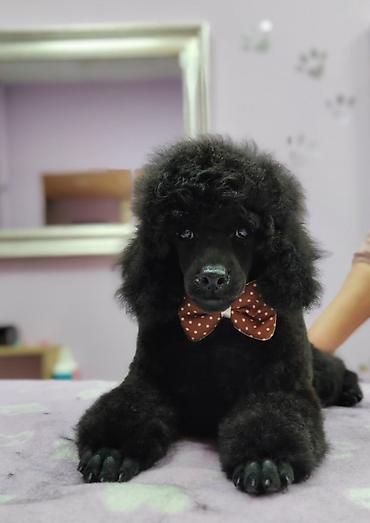 doberman cena: Na prodaju patuljaste pudle (dwarf) sa FCI rodovnikom, 2 muzjaka u — 2