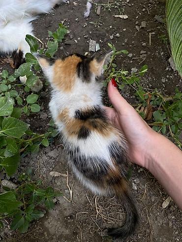 Мышыктар сатылат: Котята в добрые руки трёхцветные и черепаховые - Помёт из нескольких — 3