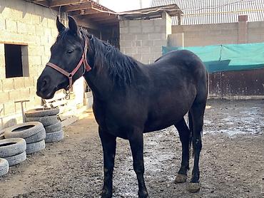 Лошади, кони: Продаю | Кобыла (самка) | Для разведения, Конный спорт | Племенные — 7