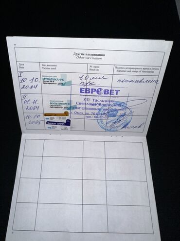 İtlər: Malta lapdogunun Damazlıq oğlanı satılır. cins: oğlan tamamilə — 10