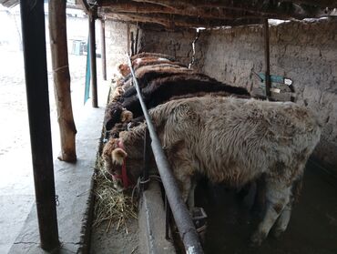 Коровы, быки: Продаю | Бык (самец) | На откорм — 10