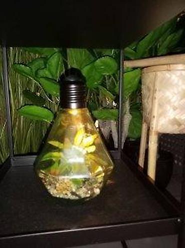 silvercrest mini rerna: VELIKA SIJALICA SA VESTACKOM BILJKOM NOVA LED LAMPA AKCIJA | Cene — 8