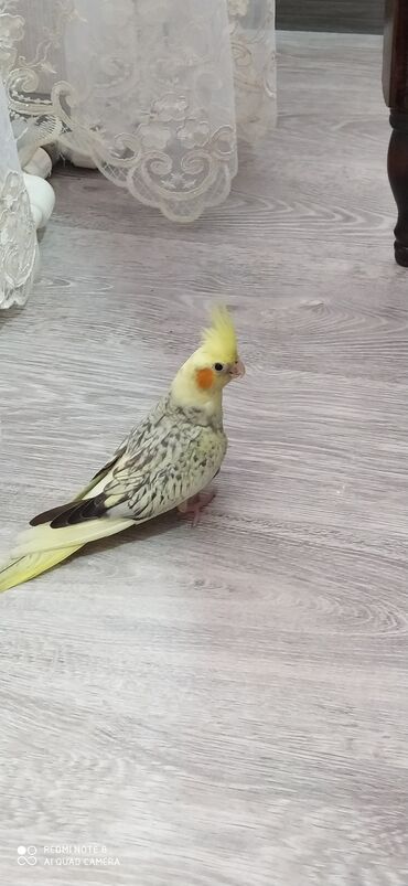 Tutuquşları: SALAM ENDİRİMLƏRƏ DAVAM. 💥🔥.HAZIR DANIŞAN QUŞLAR SATILIR!!!!!! Yaş — 26