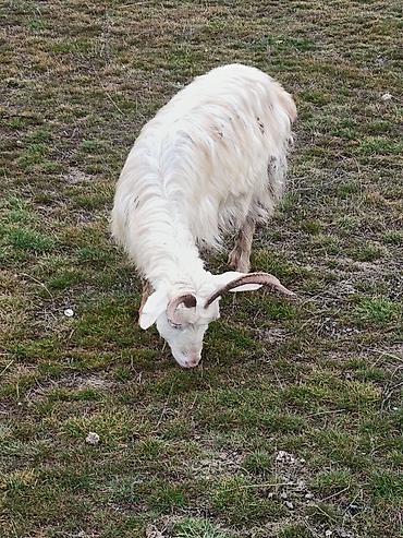 Keçilər, çəpişlər: Çəpiş keçi qoyun sürü və ya tək tək satram. Qiymet ferqlidirMəhsul — 10